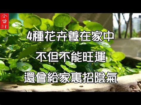 門口種雞蛋花風水|【雞蛋花風水】雞蛋花風水擺設：破解煞氣、招福旺運 – 每日新聞。